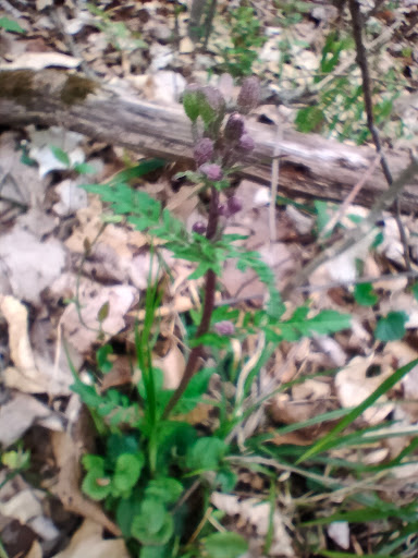 Nature Preserve «Sutherland Nature Sanctuary», reviews and photos, 3998 Diehl Rd, Metamora, MI 48455, USA