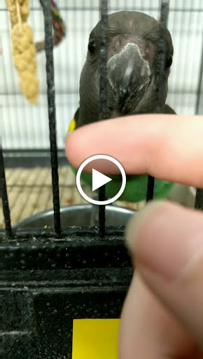 Pet Store «Birds & Beasts Pet Shop», reviews and photos, 35 Berkshire Dr # 18, Crystal Lake, IL 60014, USA