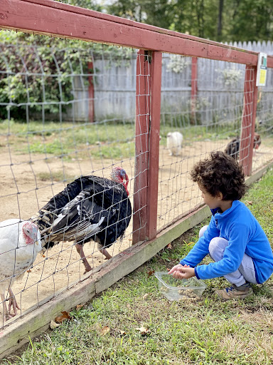 Zoo «3 Palms Zoo & Education Center», reviews and photos, 924 Blackbird Forest Rd, Clayton, DE 19938, USA