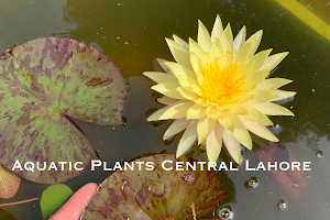 Aquatic Plants Central Lahore - The Home Based Setup- (We Only Take Online Orders) image