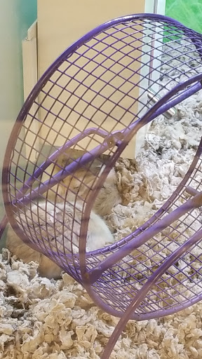 Pet Supply Store «PetSmart», reviews and photos, 290 S Broadway, Salem, NH 03079, USA
