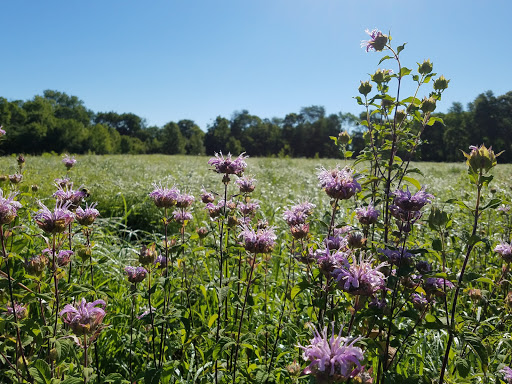 Park «River Road Park», reviews and photos, 12575 River Rd, Carmel, IN 46033, USA