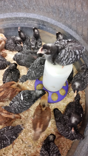 Pet Supply Store «Western Ranch & Pet Supply», reviews and photos, 103 Aegean Way, Vacaville, CA 95687, USA