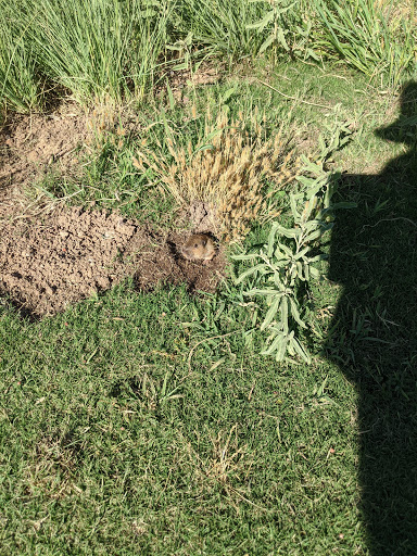 Golf Course «Bear Creek Golf Complex», reviews and photos, 500 East Riggs Road, Chandler, AZ 85249, USA