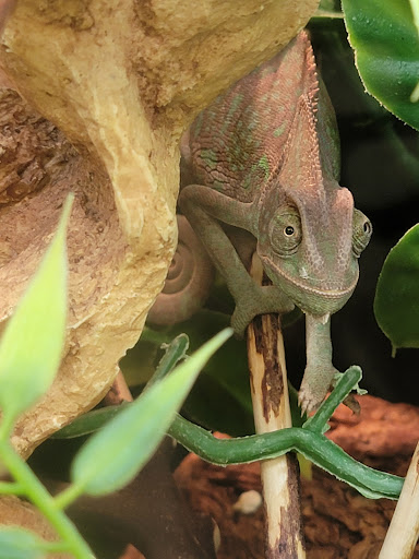 Pet Supply Store «PetSmart», reviews and photos, 7061 Youree Dr, Shreveport, LA 71105, USA