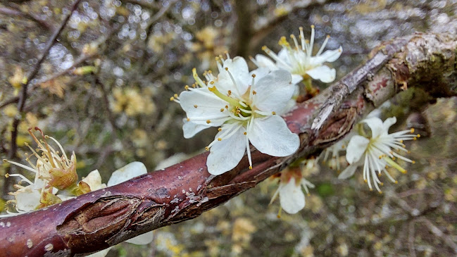 Hohle G. 71, 4153 Reinach