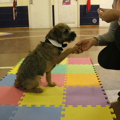 Educating Paws- the home of Puppy School Wroxham & Hethersett - Norwich
