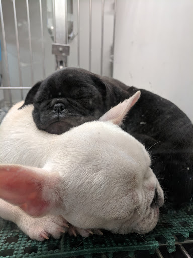 Pet Store «Pets Plus Inc», reviews and photos, 2610 Jefferson Davis Hwy, Stafford, VA 22554, USA