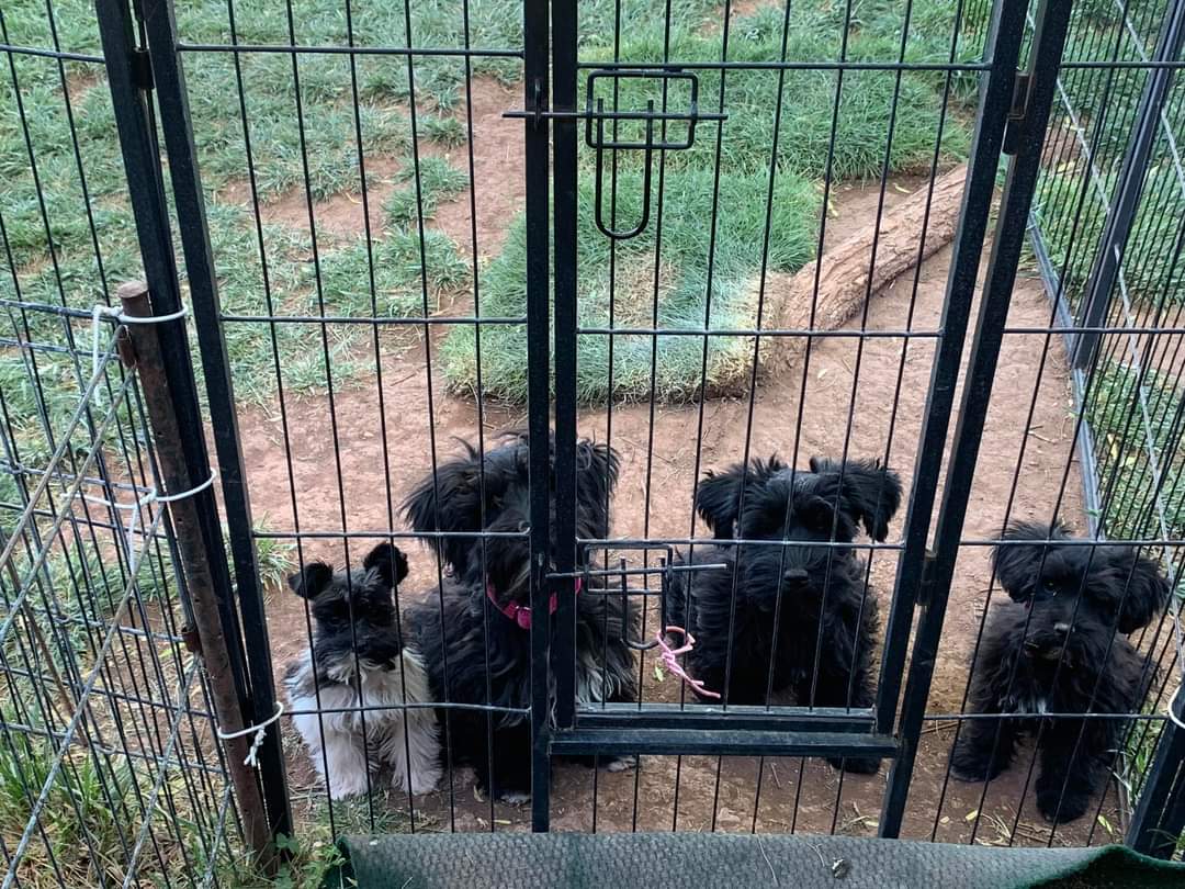 ALL 4 pet Ruidoso nm 88345