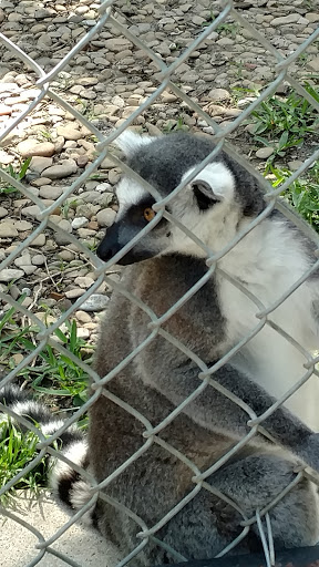 Wildlife Rescue Service «In-Sync Exotics», reviews and photos, 3430 Skyview Dr, Wylie, TX 75098, USA