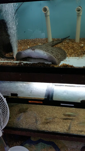 Pet Store «Forest Lake Pets», reviews and photos, 120 Lake St N, Forest Lake, MN 55025, USA