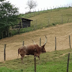 Photo n° 5 de l'avis de ROUANET.i fait le 14/09/2018 à 08:25 pour Parc Animalier Etxola à Sare