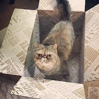 Ohana Pet Care and Counseling - Photo 9 - Car repair in , Louisville