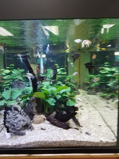 Pet Store «All Pet Center», reviews and photos, 1950 S Atlantic Blvd, Monterey Park, CA 91754, USA