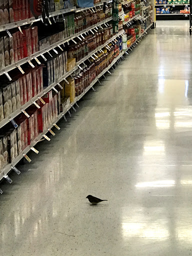 Grocery Store «Giant Food», reviews and photos, 15618 Columbia Pike, Burtonsville, MD 20866, USA