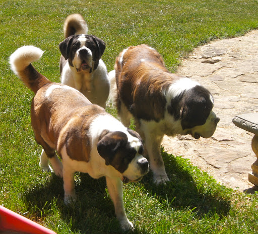 Pet Boarding Service «About Pets Center», reviews and photos, 1604 Conehurst Blvd, Salem, VA 24153, USA