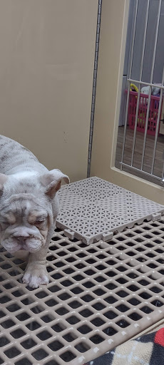 Pet Store «Petland», reviews and photos, 1514 Stonecreek Dr, Pickerington, OH 43147, USA