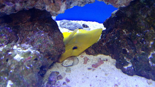 Pet Supply Store «Petco Animal Supplies», reviews and photos, 405 W Loop 281, Longview, TX 75605, USA