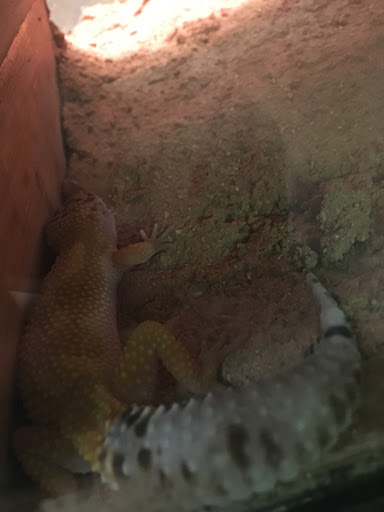 Pet Store «Dart Frogs To Dogs», reviews and photos, 6007 W Main Blvd B, Bath, PA 18014, USA