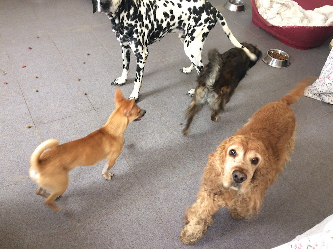 SOS-Hunde GC