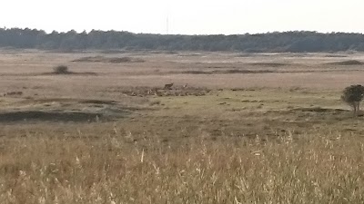Photos of Kronhjortenes parringsplads