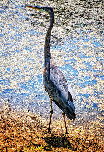 Golf Course «Fresh Pond Golf Course», reviews and photos, 691 Huron Ave, Cambridge, MA 02138, USA