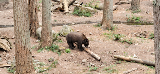 Zoo «Northwest Trek Wildlife Park», reviews and photos, 11610 Trek Dr E, Eatonville, WA 98328, USA