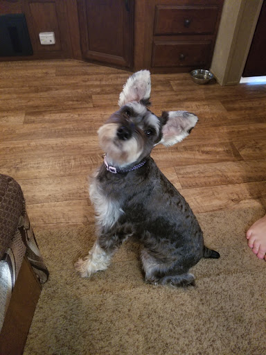 Pet Supply Store «PetSmart», reviews and photos, 2770 FM 365 c, Port Arthur, TX 77640, USA