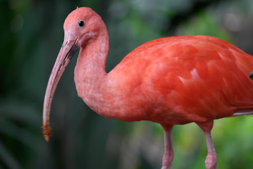 Zoo «Rainforest Pyramid», reviews and photos, 1 Hope Blvd, Galveston, TX 77554, USA