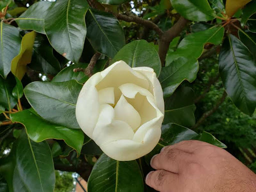 History Museum «Chesapeake Bay Maritime Museum», reviews and photos, 213 North Talbot Street, St Michaels, MD 21663, USA