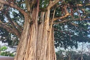 Banyan Tree image