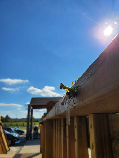 Winery «White Horse Winery», reviews and photos, 106 Hall St, Hammonton, NJ 08037, USA