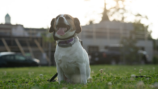 Dog Trainer «Off Leash K9 Training, Charlottesville», reviews and photos, 8782 Seminole Trail, Ruckersville, VA 22968, USA