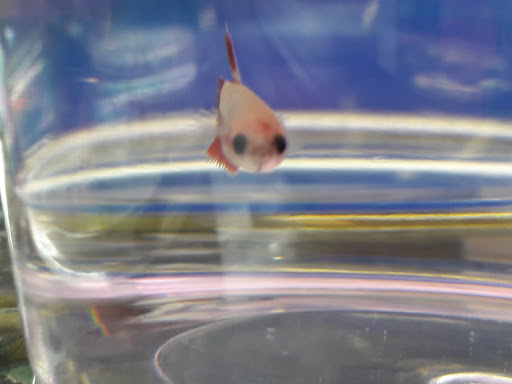 Pet Supply Store «Petco Animal Supplies», reviews and photos, 30697 US Hwy 19 N, Palm Harbor, FL 34684, USA