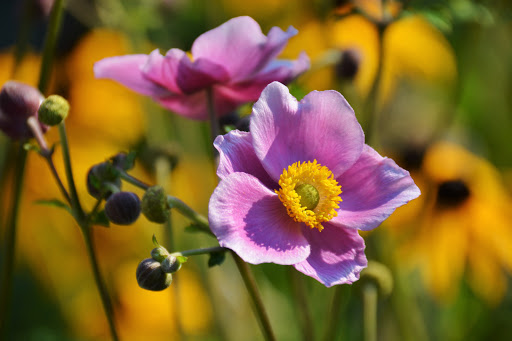 Park «Heritage Park», reviews and photos, 111 Waverly Way, Kirkland, WA 98033, USA