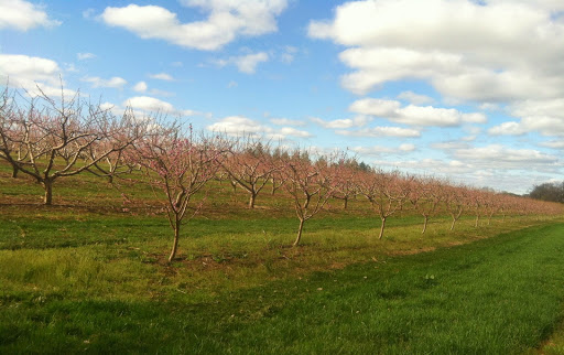 Farm «Manoff Market Gardens», reviews and photos, 3157 Comfort Rd, Solebury, PA 18963, USA