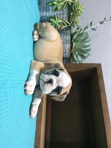 Pet Supply Store «PetSmart», reviews and photos, 9 Highland Common E, Hudson, MA 01749, USA