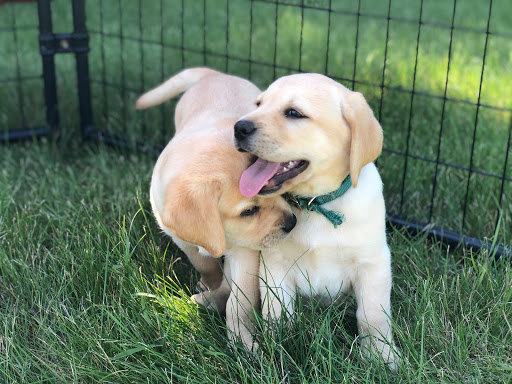 Starstruck Labradors