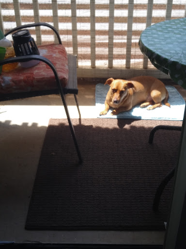 Pet Supply Store «PetSmart», reviews and photos, 4155 Austell Rd, Austell, GA 30106, USA