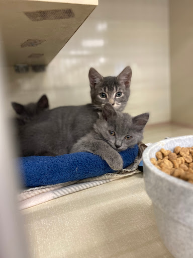 Pet Supply Store «Petco Animal Supplies», reviews and photos, 2365 NW Kings Blvd, Corvallis, OR 97330, USA