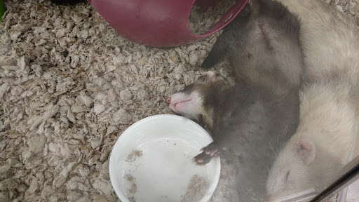 Pet Supply Store «Petco Animal Supplies», reviews and photos, 2005 W 8 Mile Rd, Detroit, MI 48203, USA