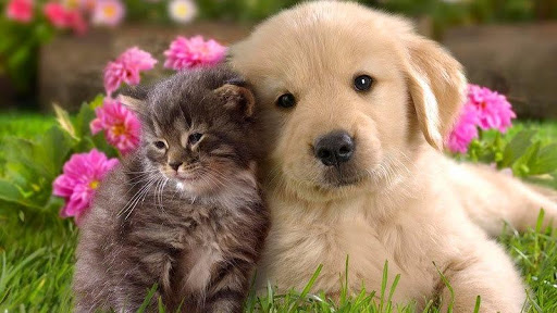 Alzivet Clínica Veterinaria en Alzira