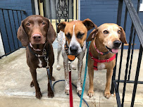 Wanderpups Dog Walking and Pet sitting - Photo 2 - Car repair in , Washington