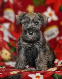 Pet Land - Photo 5 - Car repair in Macon, GA, Macon