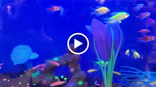 Pet Supply Store «PetSmart», reviews and photos, 2435 Prairie Center Pkwy, Brighton, CO 80601, USA