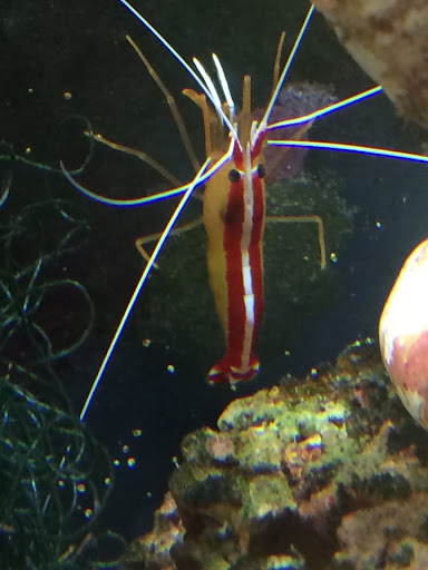 Pet Store «Colchester pet Shop LLC», reviews and photos, 111 Loomis Rd #2a, Colchester, CT 06415, USA