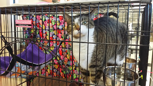 Pet Supply Store «Petco Animal Supplies», reviews and photos, 3680 Spencer Hwy, Pasadena, TX 77504, USA