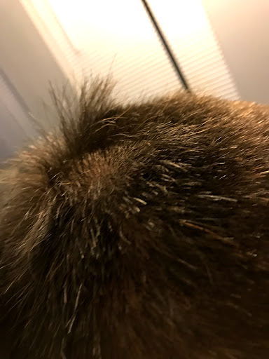 Hair Salon «SmartStyle Hair Salon», reviews and photos, 6674 Winchester Blvd, Canal Winchester, OH 43110, USA