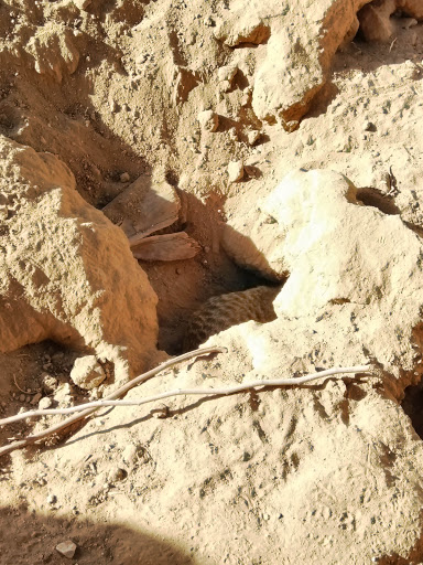 Golf Course «Falcon Dunes Golf Course», reviews and photos, 15100 Northern Ave, Waddell, AZ 85355, USA