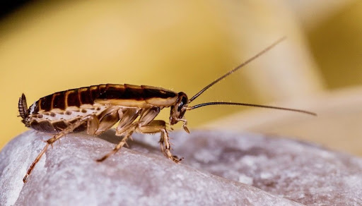 Pest control bedbugs Pittsburgh